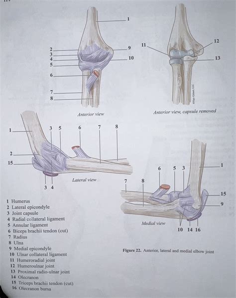 ramble elbow trite olate quizlet|The Elbow Joint: Functions And Location! Quiz .